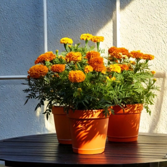 Balkontuinieren – Tover uw balkon om tot een groene oase! Ontdek onze beste tuintips – voor open of beglaasde balkons. Balco B.V.