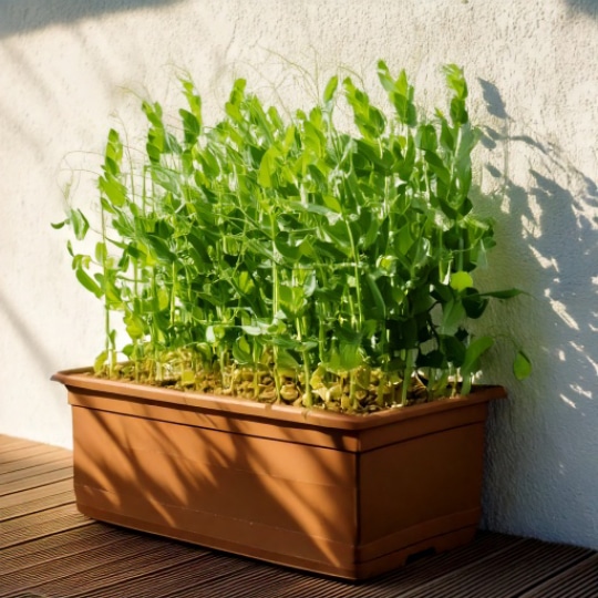 Balkontuinieren – Tover uw balkon om tot een groene oase! Ontdek onze beste tuintips – voor open of beglaasde balkons. Balco B.V.
